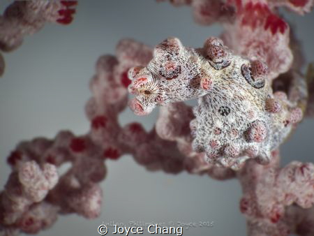 Pygmy Seahorse by Joyce Chang 