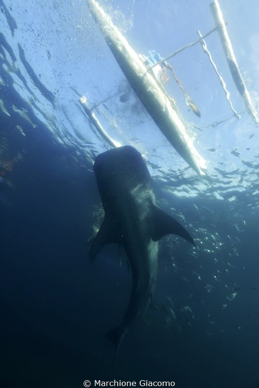 Whale shark
Oslob .Filippine
Nikon D800E, 17-35mm
. No... by Marchione Giacomo 