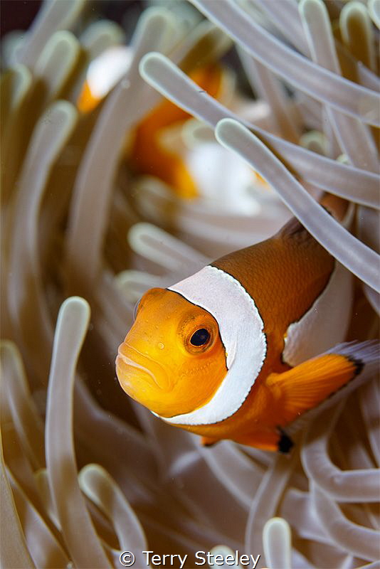 Just keep swimming...
 by Terry Steeley 