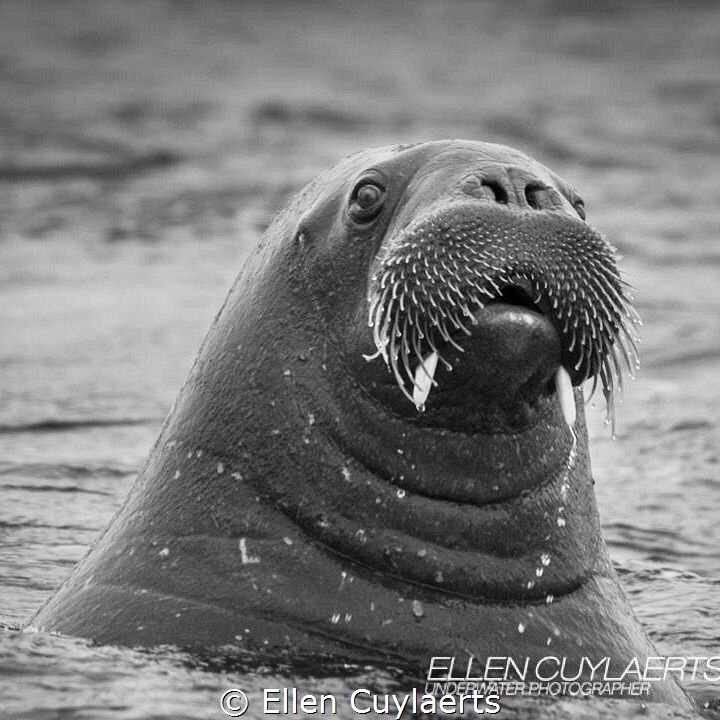 Fins up
Walrus in Svalbard by Ellen Cuylaerts 