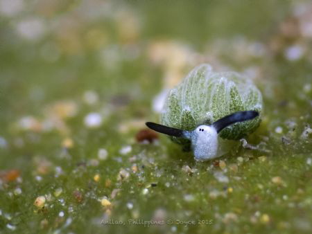 Costasiella usagi by Joyce Chang 