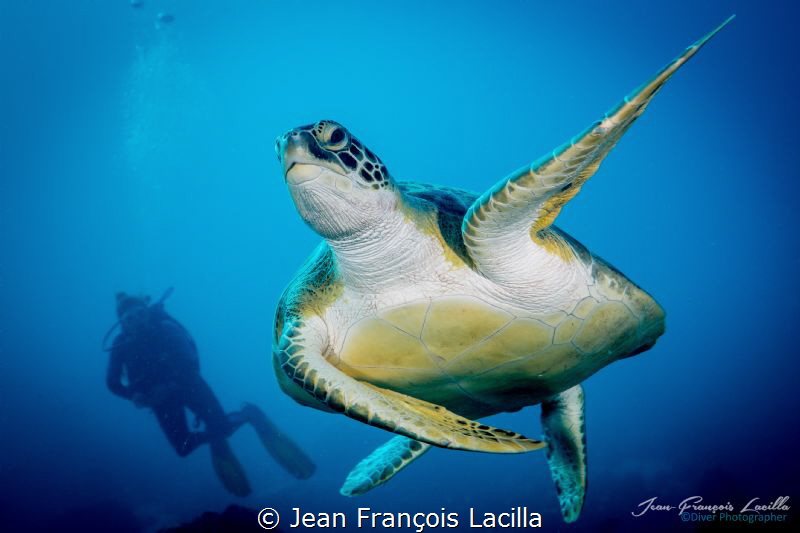 Turtle in Bonaire by Jean François Lacilla 