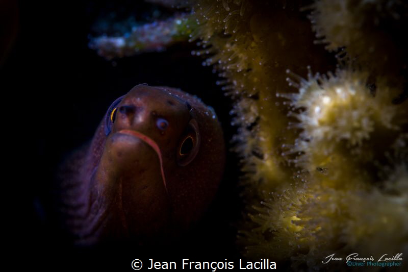 Shadow and light by Jean François Lacilla 