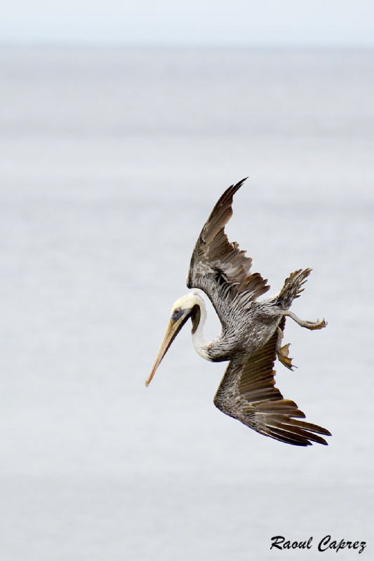 Time to eat by Raoul Caprez 