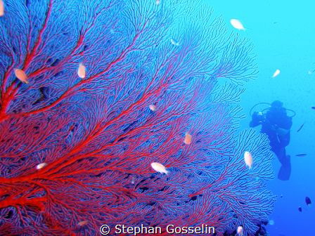 Delicate by Stephan Gosselin 