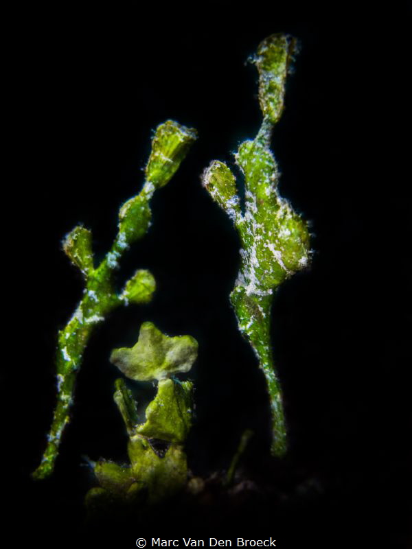green couple by Marc Van Den Broeck 