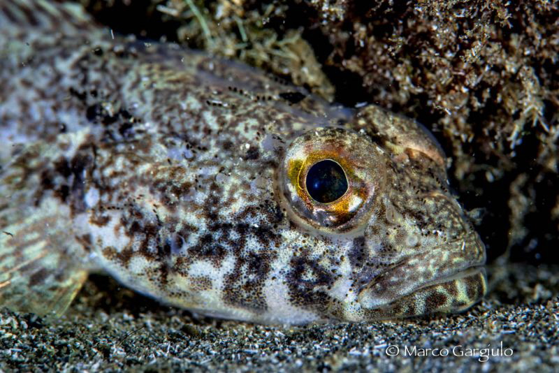 Orange Eye by Marco Gargiulo 