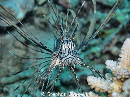 Common Lionfish by Stephan Gosselin 