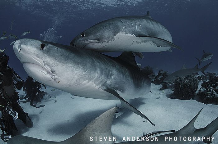 Tiger Twist at Tiger Beach off West End Bahamas. by Steven Anderson 