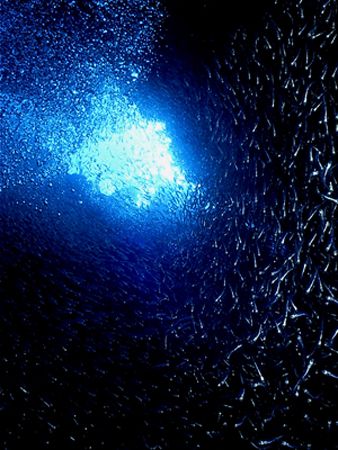 Hundreds of Silversides filled this crevice at Lighthouse... by Steven Anderson 