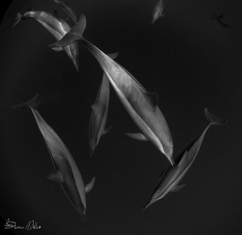 Dancing with Dolphins by Steven Miller 
