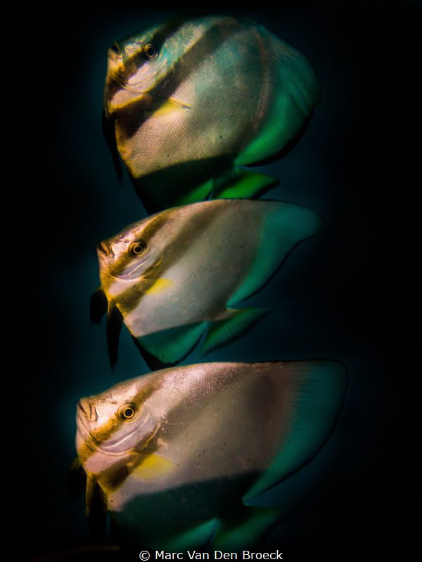 together by Marc Van Den Broeck 