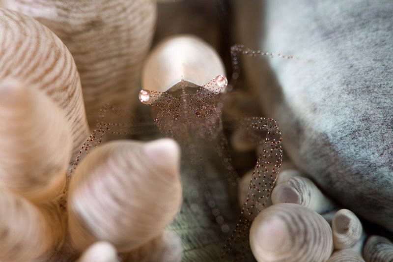 Egg shell shrimp / no crop by James Deverich 