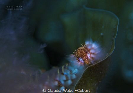 a cuddly plush toy? 
beware of the fireworm by Claudia Weber-Gebert 