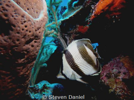 Butterfly fish by Steven Daniel 