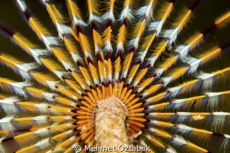 From Bodrum/Turkey
Canon 650D-100 mm makro lens by Mehmet Öztabak 