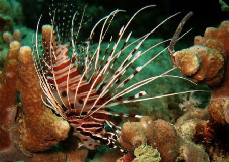 Resting lionfish. by Alex Lim 