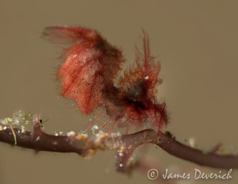 Hairy by James Deverich 