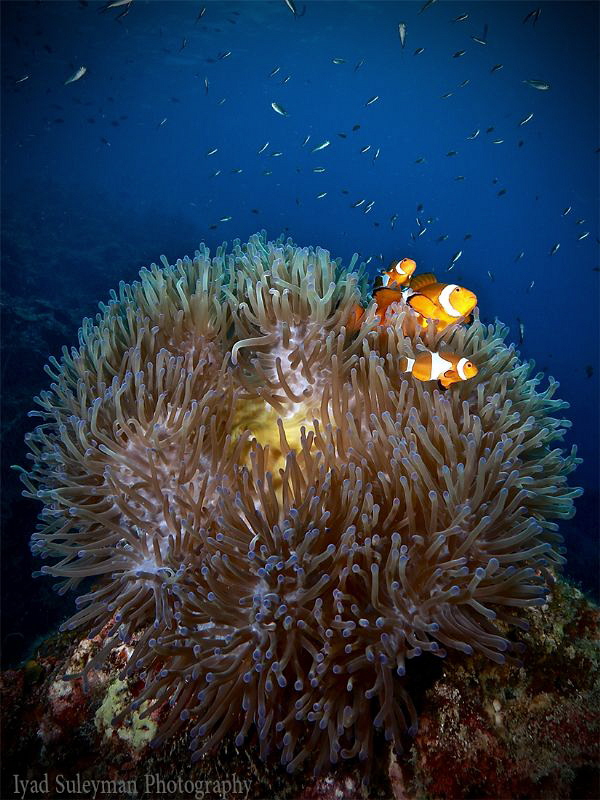 A family of Anemonefish by Iyad Suleyman 