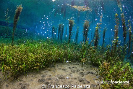 Magic underwater paradise. by Francesco Pacienza 