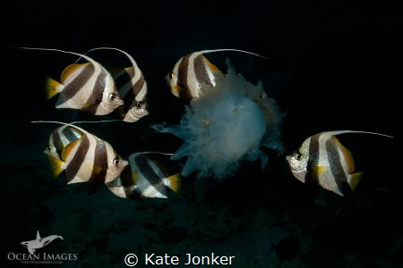 Feeding time!  Taken with Canon 7Dmkii and Tokina 10 - 17... by Kate Jonker 
