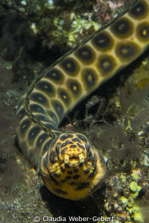 what are you looking for?.........
snake eel by Claudia Weber-Gebert 