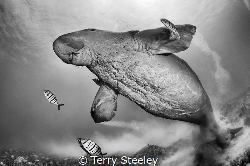 A wonderful encounter with a rare creature of mystery
— ... by Terry Steeley 