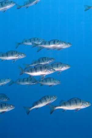 Perch in open water. Capernwray. by Derek Haslam 