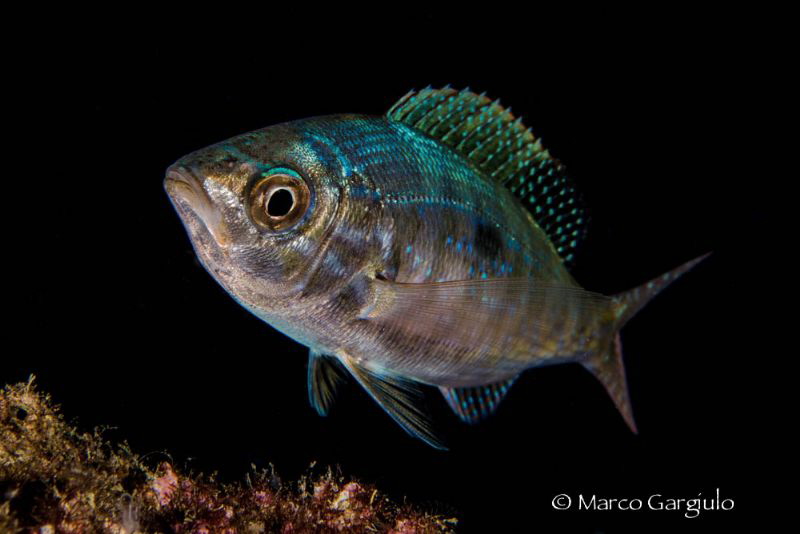Maena maena, night dive by Marco Gargiulo 