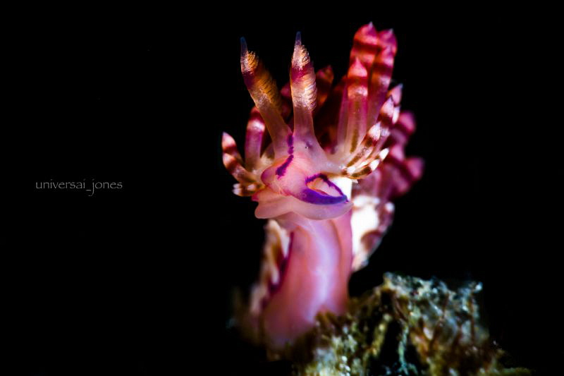Flabellina rubrolineata by Wayne Jones 