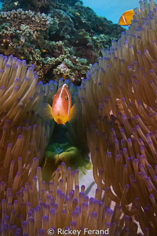 Skunk Clown and Anemone by Rickey Ferand 