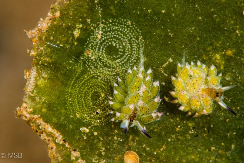 Costasiella kuroshimae laying eggs. by Mehmet Salih Bilal 