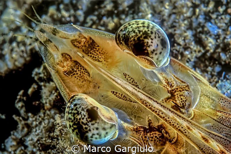 Big Eyes by Marco Gargiulo 