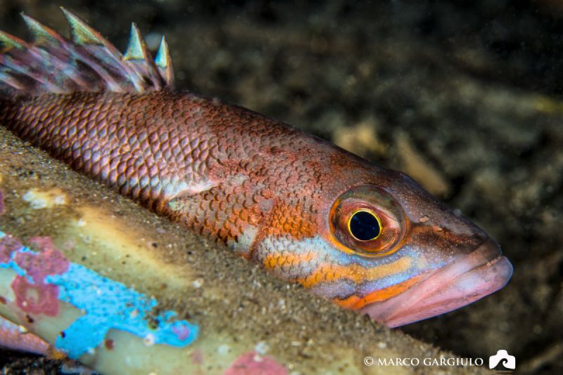 Serranus cabrilla, night dive by Marco Gargiulo 