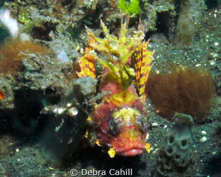 Yellow Shortfin Lionfish Lembeh Strait by Debra Cahill 