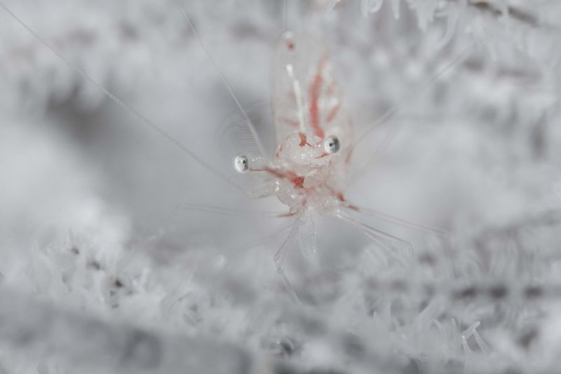 White Crystal by James Deverich 