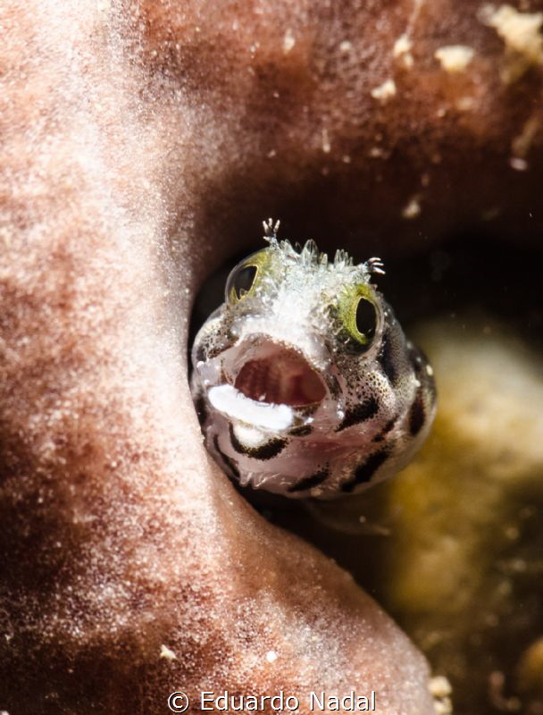 blenny by Eduardo Nadal 