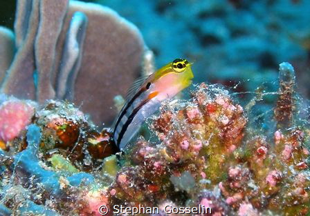 Clown blenny posing for me. by Stephan Gosselin 