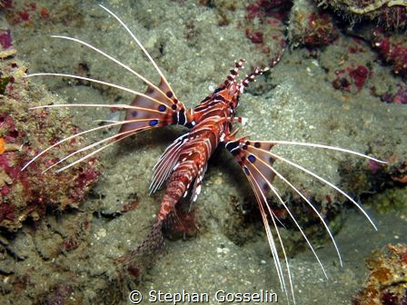 Blue spotted lionfish in full flight. by Stephan Gosselin 