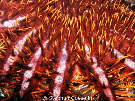 Close up on a crown of thorn!!! as close as I dared! by Stephan Gosselin 