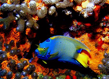 "The Queen of the Reef" This photo was taken in Cozumel i... by Steven Anderson 