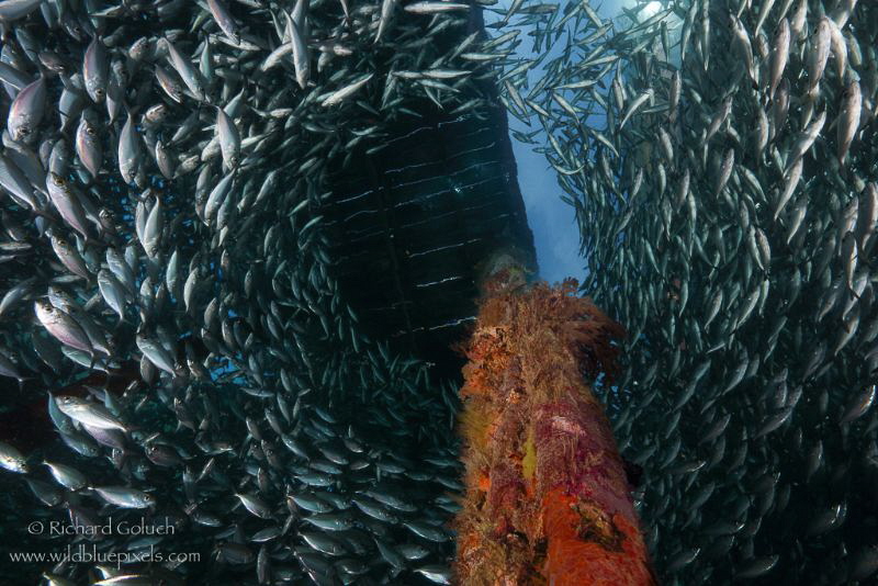 School of Bigeye scad -Arborek jetty-Raja Ampat by Richard Goluch 