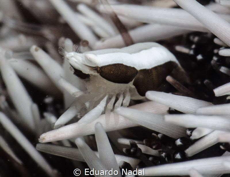 SHRIMP by Eduardo Nadal 