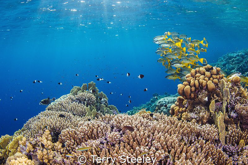 Light beams on Elphinstone reef by Terry Steeley 