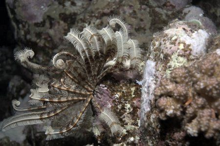I took this picture of a Christmas Tree Worm on a night d... by Barny Shergold 