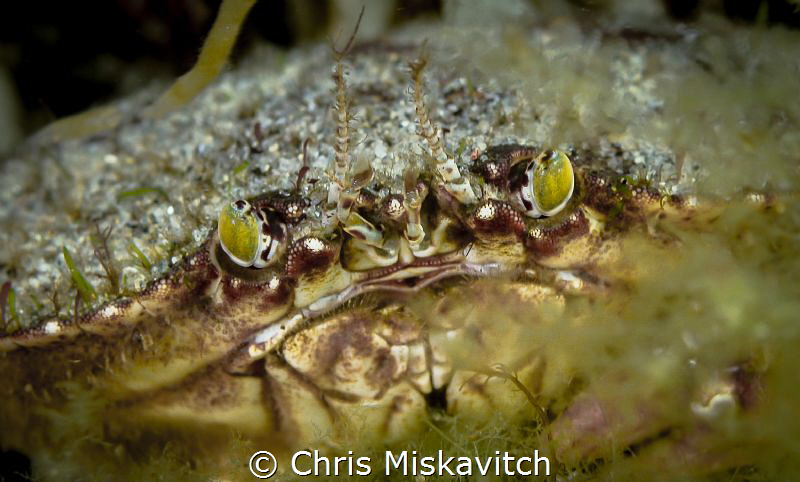 Rock Crab eyes of the coast of Massachusetts by Chris Miskavitch 
