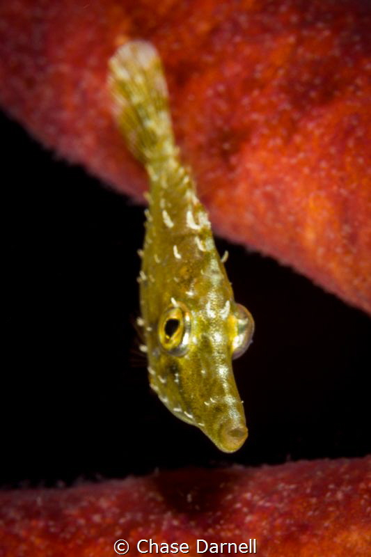 "Golden File" 
A Juvenile Slender File Fish hanging out ... by Chase Darnell 