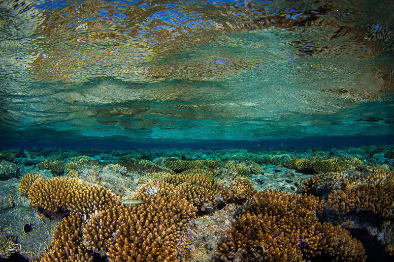 Pretty.. this image doesn't really fit any of the categor... by Steven Miller 