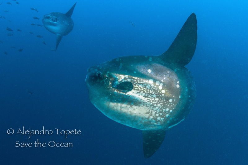 Mola Mola Dance, Punta Vicente Roca, Galapagos Ecuador by Alejandro Topete 