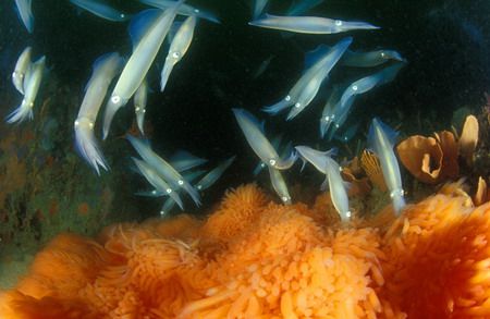 chokka laying eggs on the annual squid run in Port Elizab... by Fiona Ayerst 